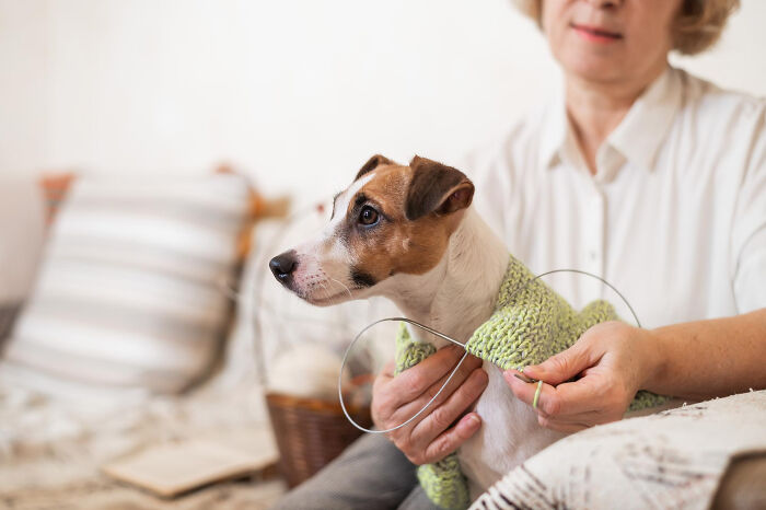 Woman knitting a sweater for her small dog, showing one of the most insane dog mom things in action at home.