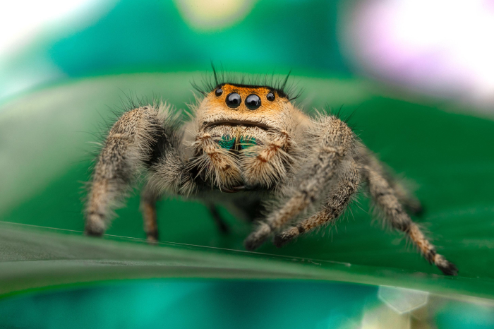 Close-up of a jumping spider on a green leaf, highlighting one of the smartest animals ever studied according to science.
