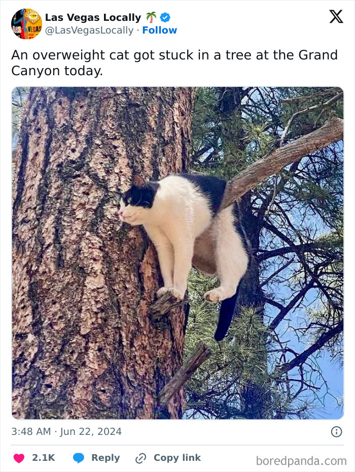 Overweight black and white cat stuck on a tree branch at the Grand Canyon, showcasing animals getting stuck in unusual places.