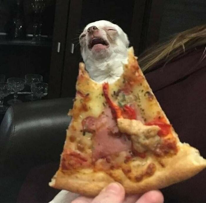Small dog making a funny face behind a slice of pizza resembling nonsense behavior by animals who woke up this way