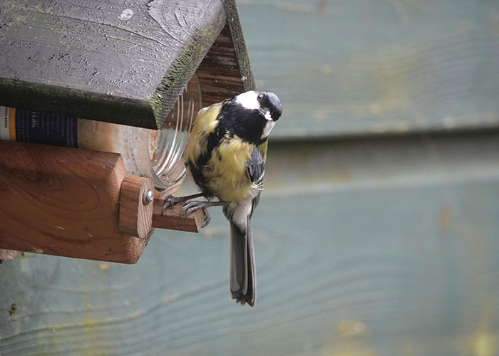 Small bird perched on a wooden bird feeder, illustrating surprising common knowledge about nature and wildlife.