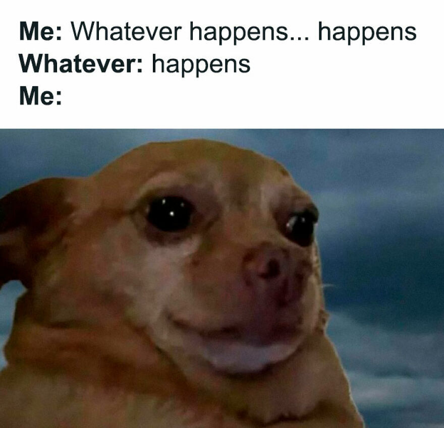 Funny animal meme showing a dog with a surprised face reacting to the phrase "Whatever happens... happens" in a humorous way.
