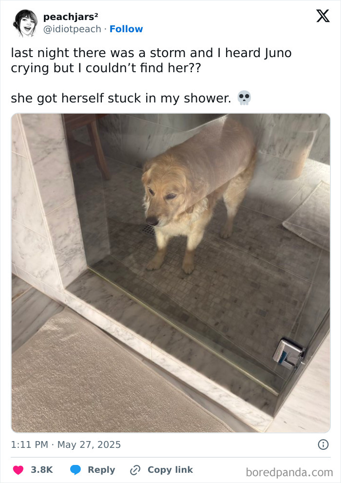Golden retriever stuck in a shower, one of the 99 times animals got stuck leaving owners wondering how.