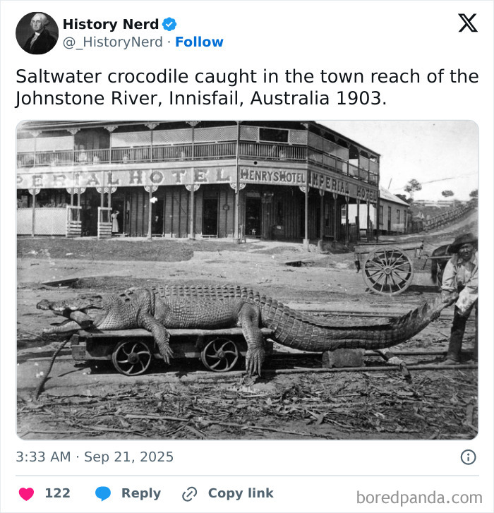 Saltwater crocodile caught in 1903 near Johnstone River with historic hotel in the background, exploring history photo.