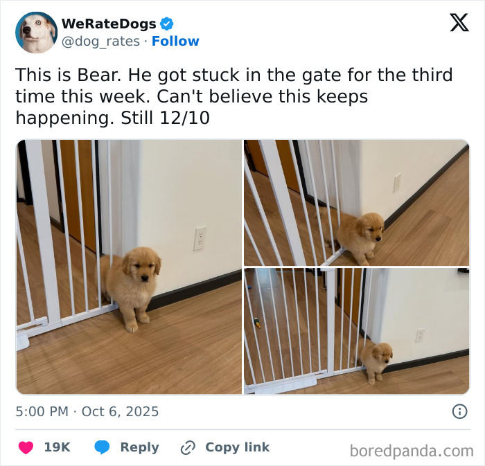 Golden retriever puppy stuck between white gate bars on wooden floor, showcasing a funny animal stuck moment.