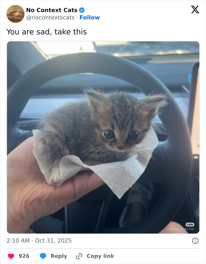 Tiny kitten resting on a hand inside a car, showcasing adorable no context cats in a simple, heartwarming moment.