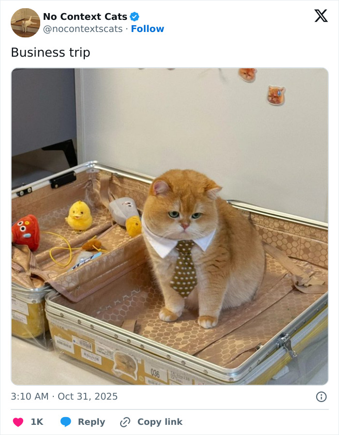 Orange cat wearing a tie sitting in an open suitcase with toys, a humorous image from no context cats collection.