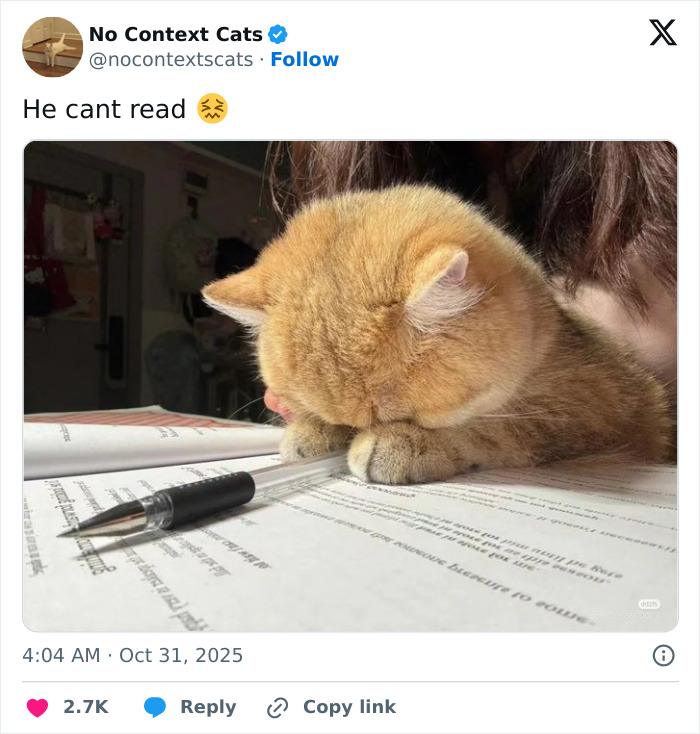 Orange cat resting its head on a book with a pen nearby, showing a humorous moment from no context cats collection.