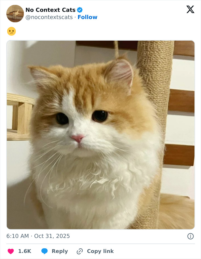 Fluffy orange and white cat with big eyes sitting next to a scratching post in a cozy indoor setting.