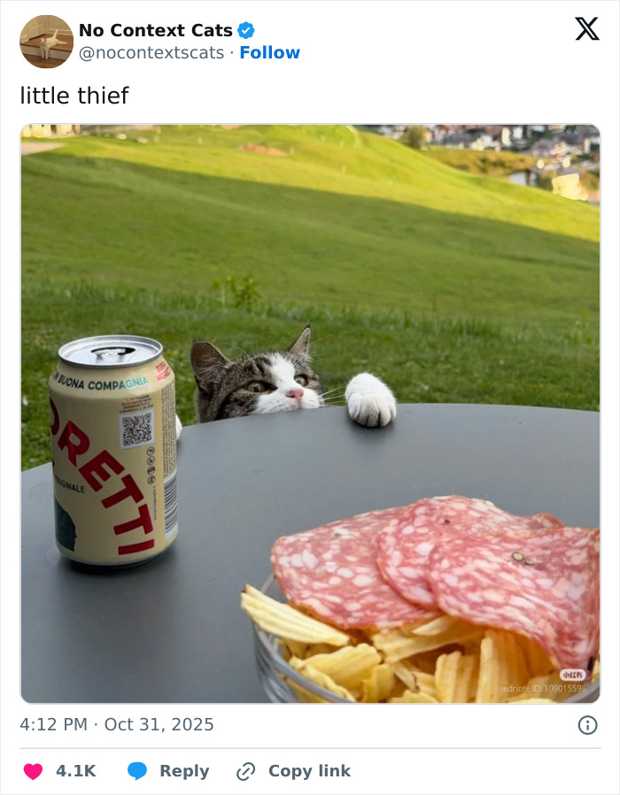 Tabby cat peeking over a table near salami, chips, and a can outdoors, featuring popular no context cats humor.