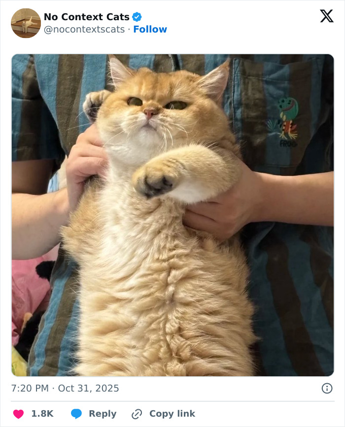 Fluffy orange cat being held up by person wearing a striped shirt, a perfect example of no context cats.