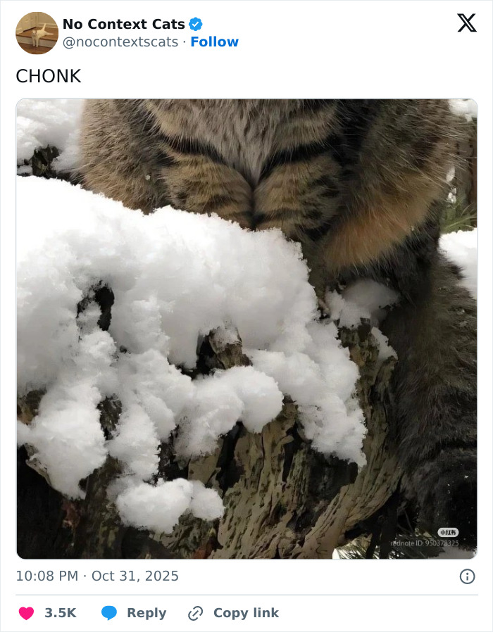 Tabby cat paws resting on snow-covered tree bark in a natural outdoor setting, showcasing no context cats charm.