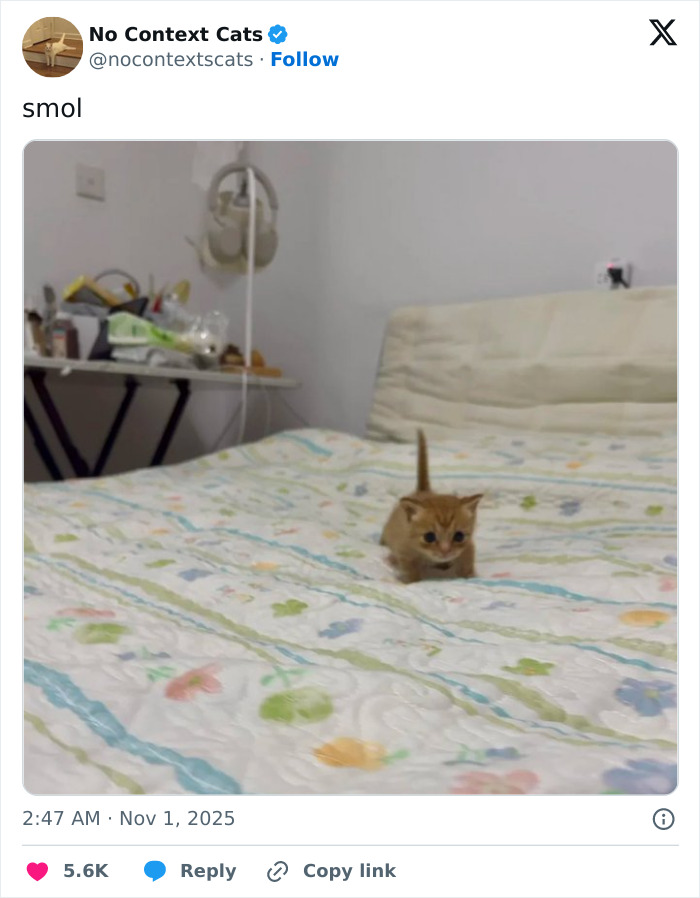 Small orange kitten walking on a colorful floral bedspread, showcasing adorable no context cats image.