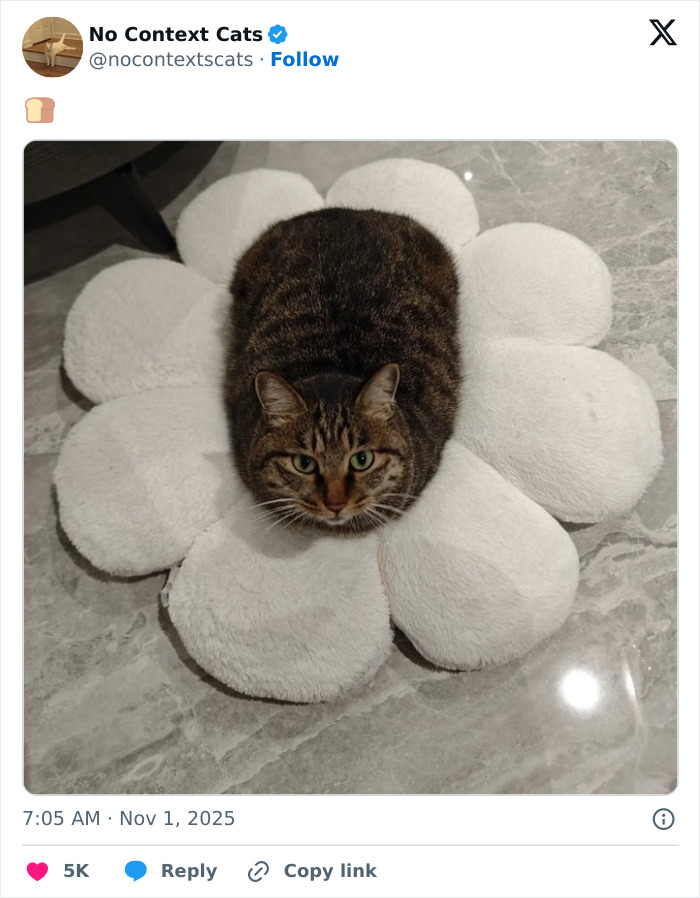 Tabby cat sitting on a fluffy white flower-shaped mat on a marble floor, showcasing no context cats charm.