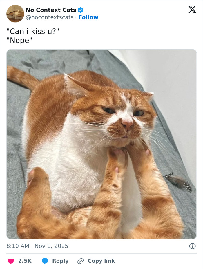 Two orange and white cats interacting with one cat gently pushing the other's face in a no context cats image.