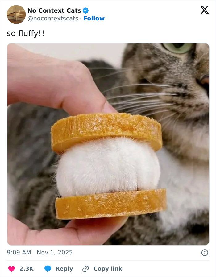 Cat paw resembling a fluffy sandwich held between two slices of bread in a no context cats image.