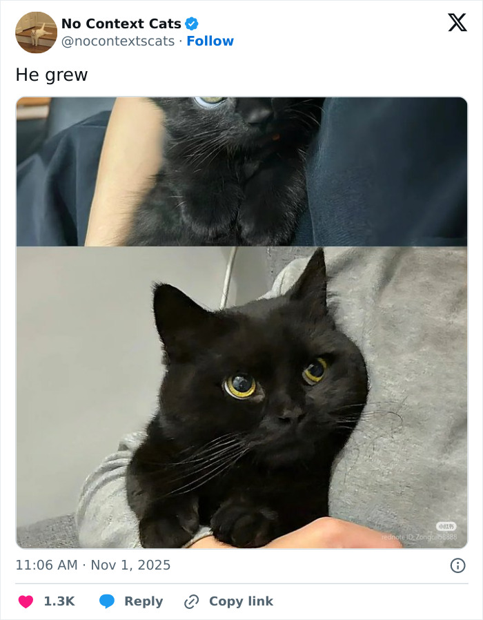 Black cat being held showing growth over time, featured in no context cats images with expressive yellow eyes.