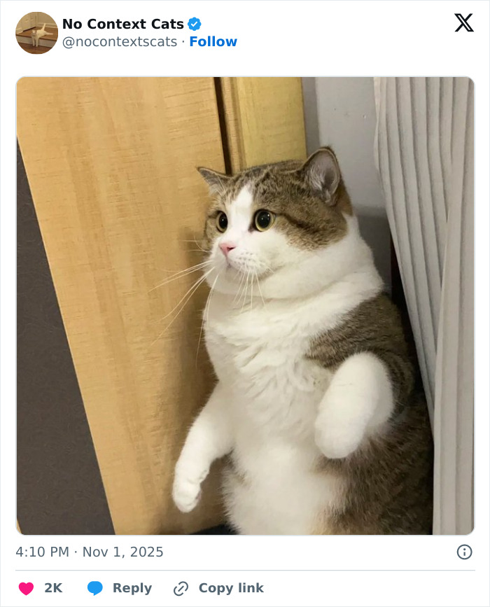 Chubby cat standing upright between wooden furniture and curtain, showing curious expression with wide eyes.