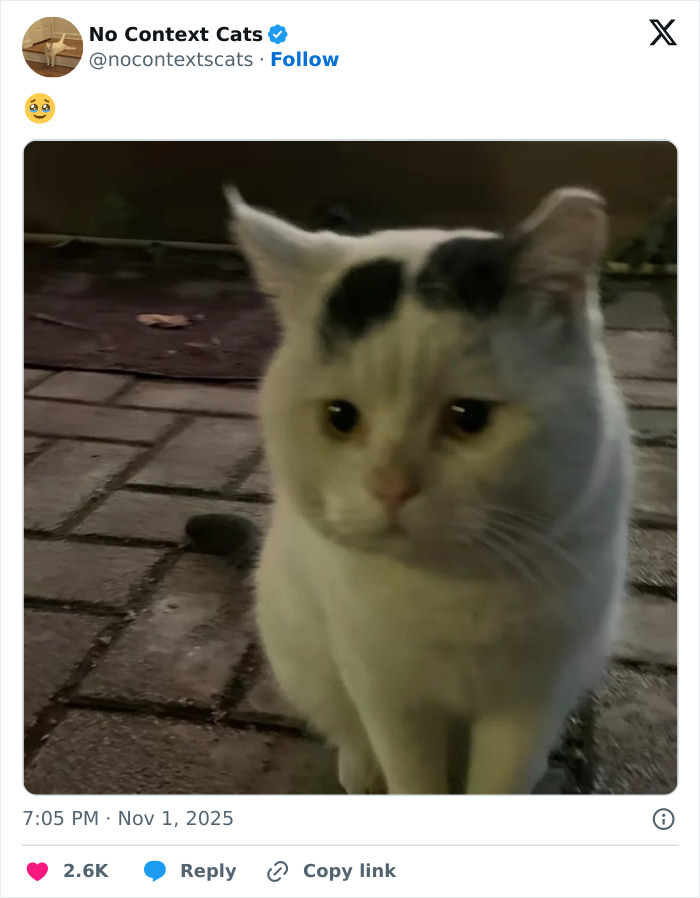 Sad white and black cat sitting on a brick pavement at night, a perfect no context cats image.