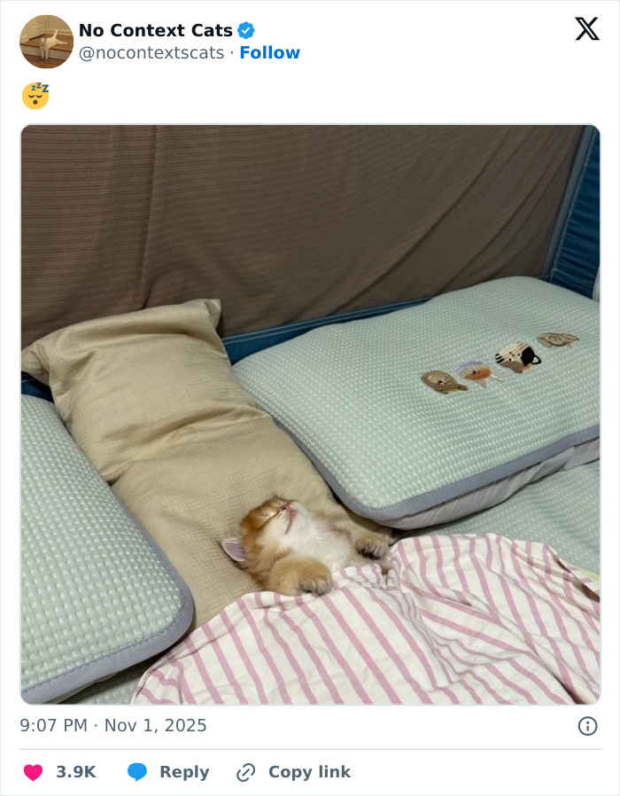 Sleeping cat snuggled under a striped blanket between pillows in a cozy bed, perfect for no context cats content.