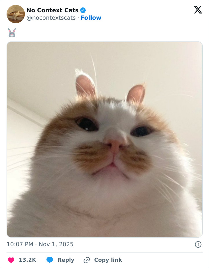 Close-up of a fluffy cat with a curious expression, highlighting the charm of no context cats in a simple setting.