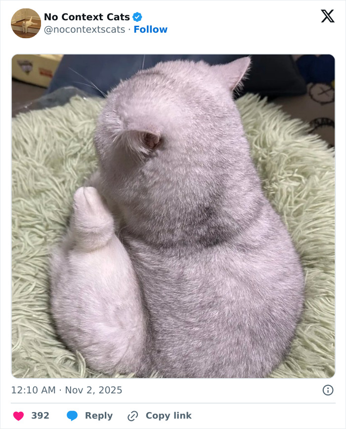 Fluffy gray cat sitting curled up on a soft green textured blanket, showing only its back and raised paw in no context cats style.