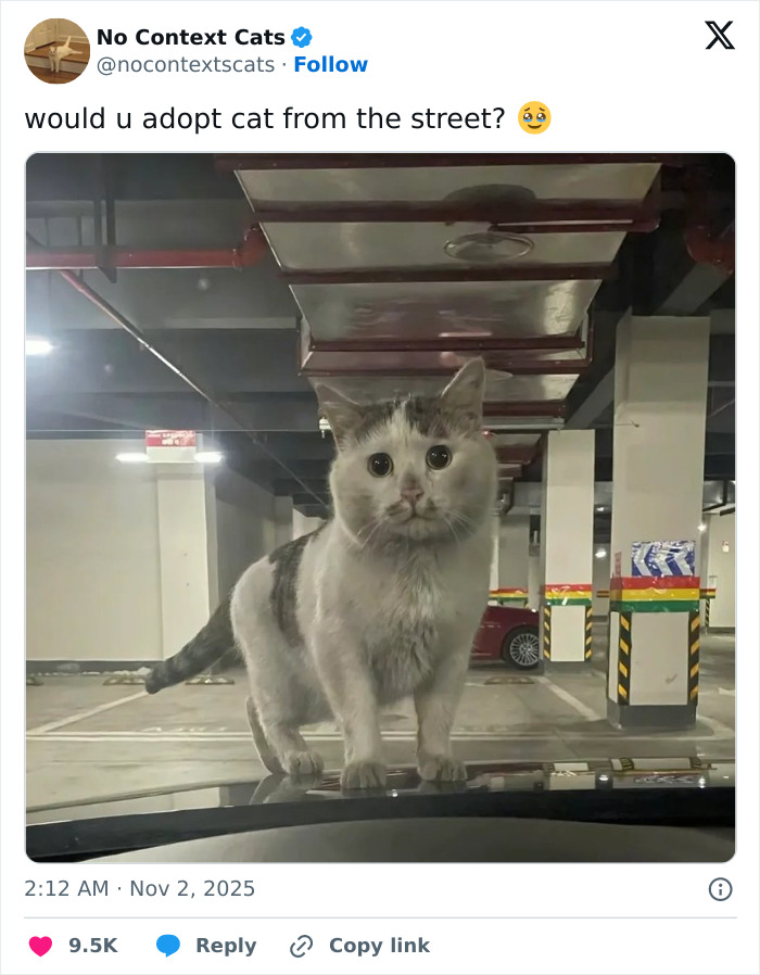 Cat standing on a car hood in a parking garage captured in a no context cats image showing its curious expression.