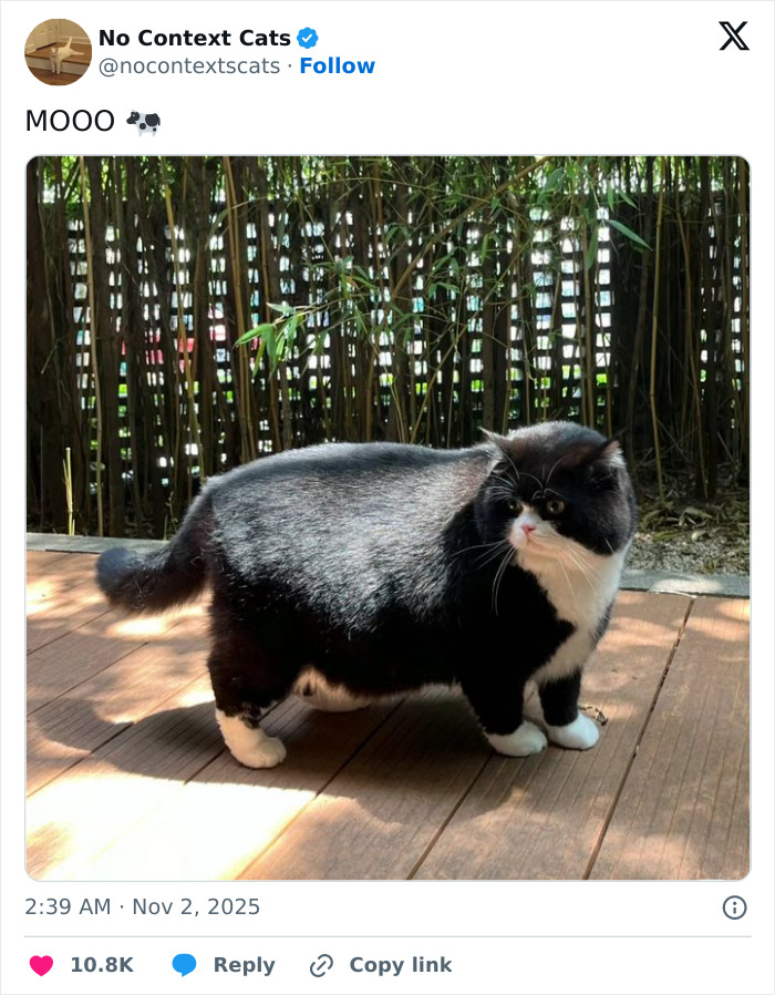 Black and white cat standing on wooden floor with bamboo plants and fence in the background, no context cats image.
