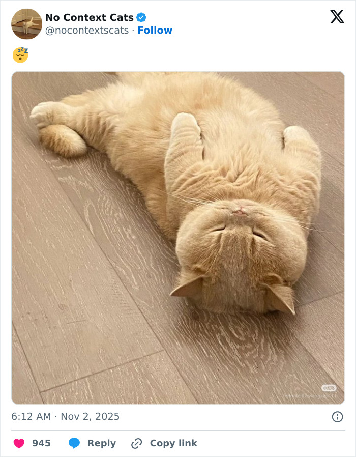 Light brown cat lying on its back with paws curled, peacefully resting on a wooden floor in a no context cats image.