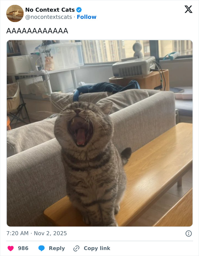 Tabby cat yawning widely on a wooden bench in a cozy living room with large windows in the background.
