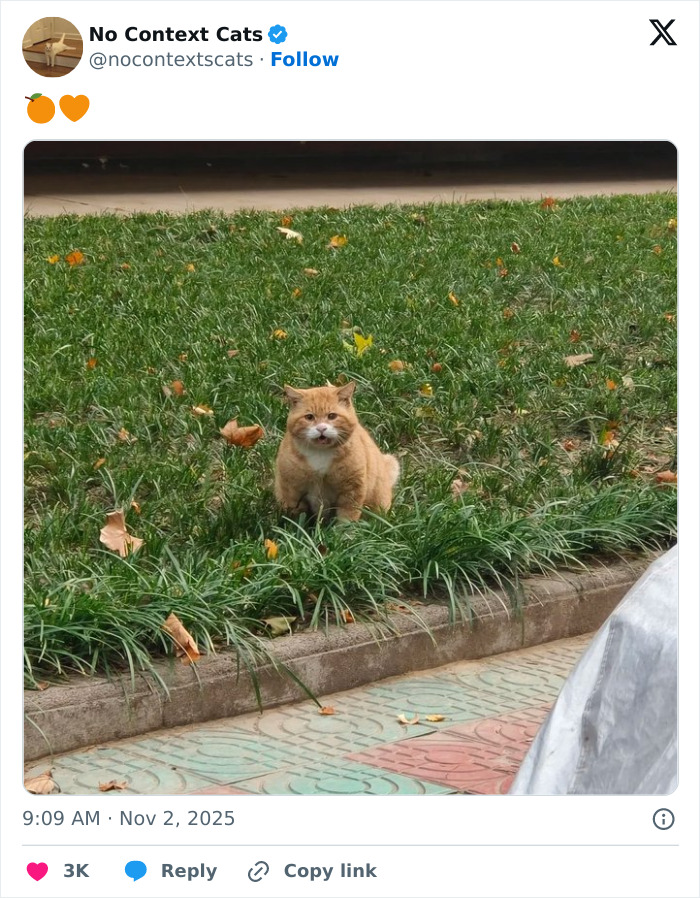 Orange cat sitting on grass near a sidewalk, surrounded by scattered autumn leaves in a no context cats image.