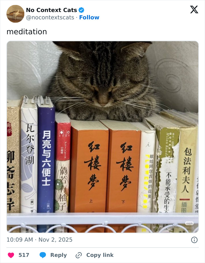 Tabby cat resting peacefully on a bookshelf, surrounded by colorful books in a calm no context cats moment.