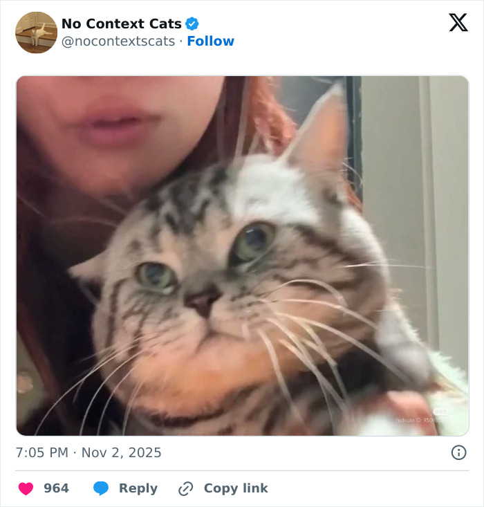 Close-up of a cat with blue eyes being held, showcasing adorable features in a no context cats image.