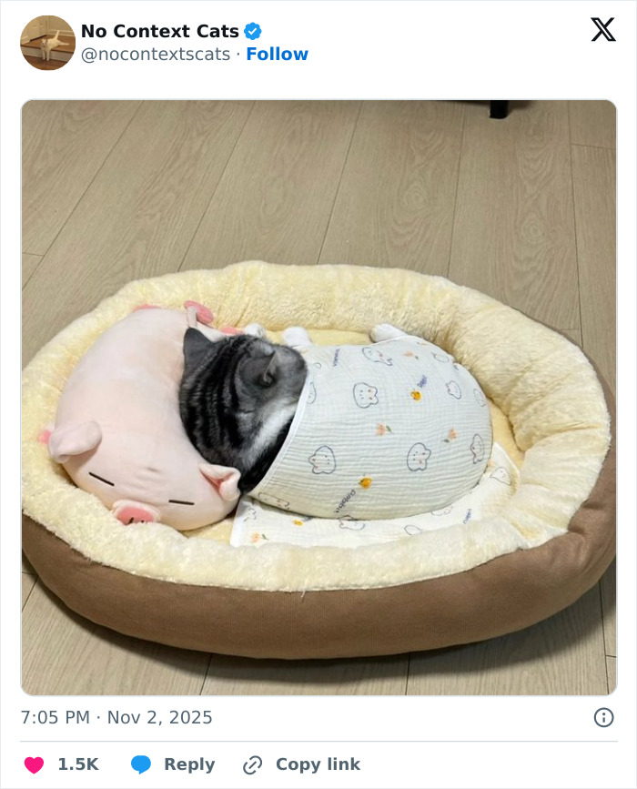Cat wrapped in cozy fabric resting in a soft pet bed with a plush pig pillow, perfect for no context cats fans.