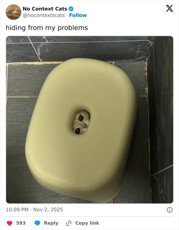 Cat peeking through hole in a stool, showcasing a humorous moment from no context cats with curious wide eyes.