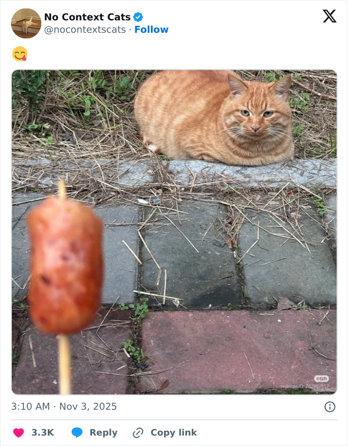 Orange tabby cat lying on a stone path outdoors looking intently at a sausage on a stick in front of it, no context cats.