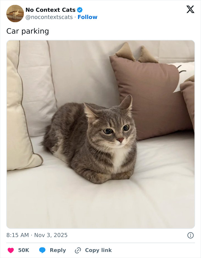 Gray and white cat sitting neatly on a white couch with decorative pillows, a perfect example of no context cats.