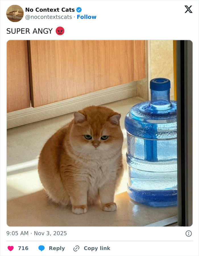 Angry fluffy orange cat sitting on the floor near a large water container in a well-lit kitchen space.