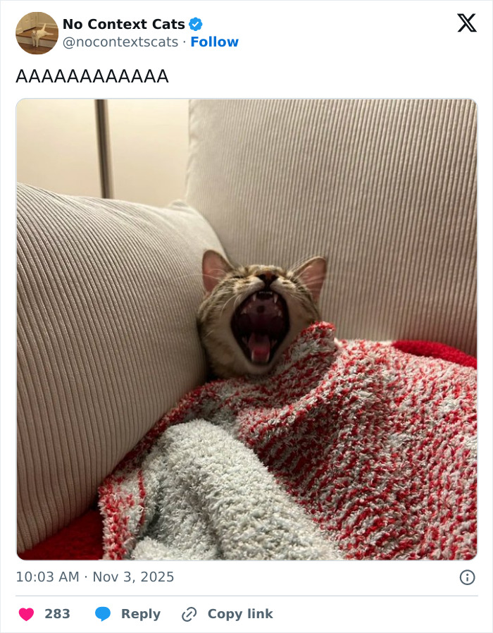 Yawning cat wrapped in a cozy red and white blanket on a beige couch, featured in no context cats image collection.