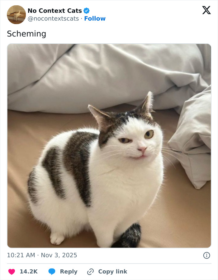 A white and gray cat with a mischievous expression sitting on a bed, showcasing no context cats charm.