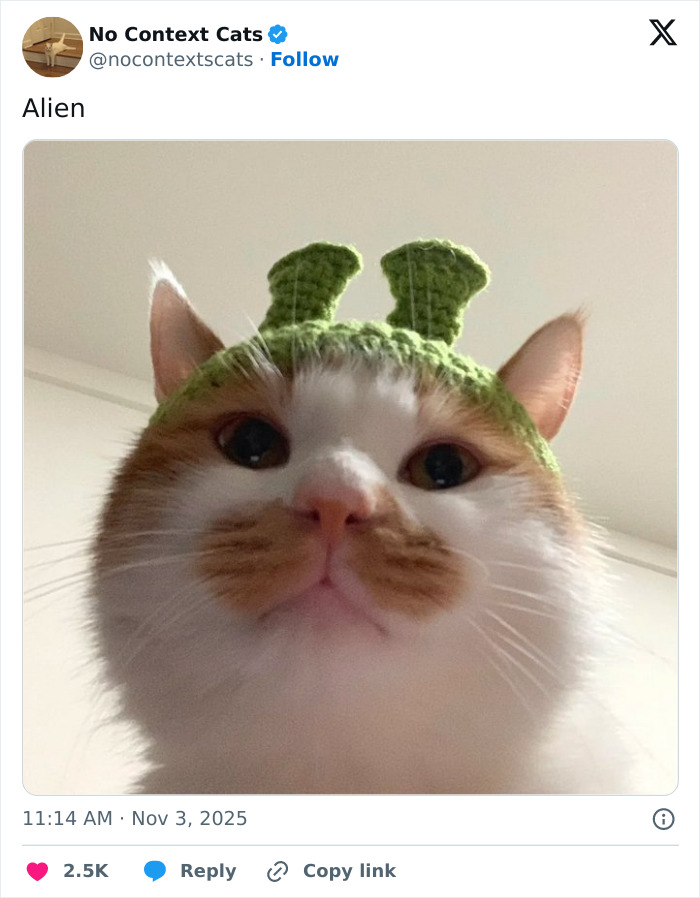Close-up of a cute cat wearing a green knitted alien headband, featured in popular no context cats images.
