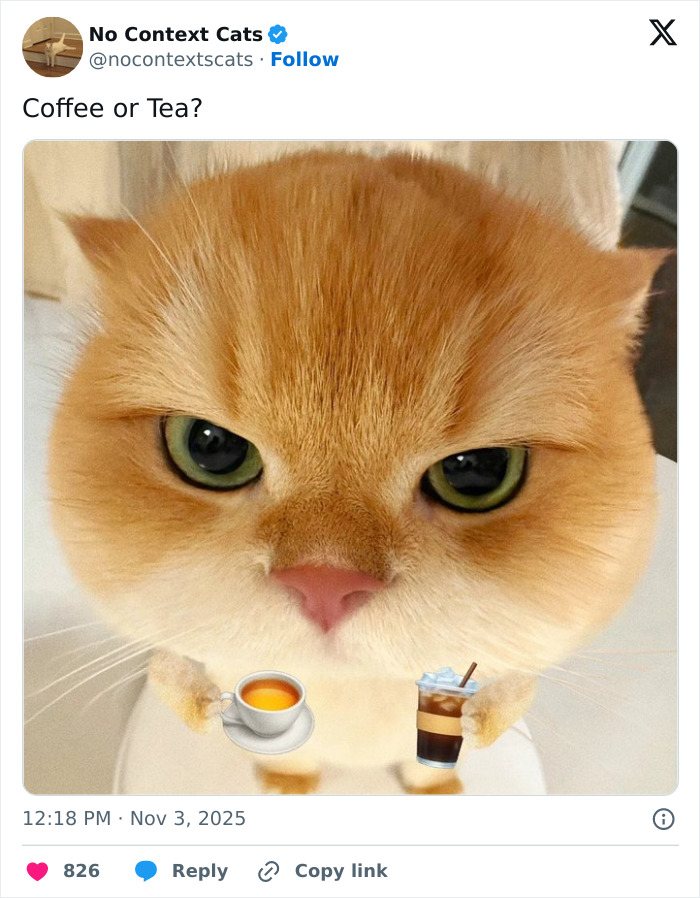 Close-up of an orange cat with green eyes holding a cup of tea and iced coffee in a no context cats post.