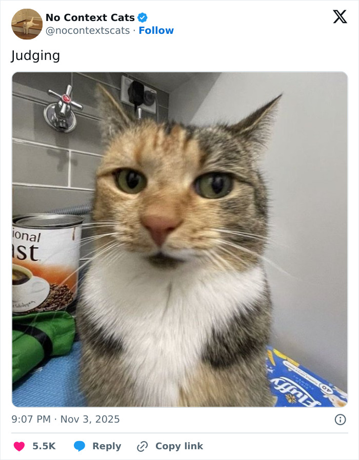 Close-up of a judging cat with green eyes, sitting near a can and household items in a no context cats photo.