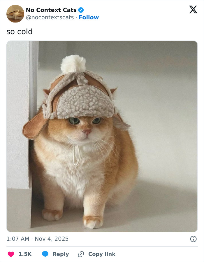 Orange cat wearing a warm fuzzy hat, standing indoors on a smooth floor in a cozy setting, perfect for no context cats.