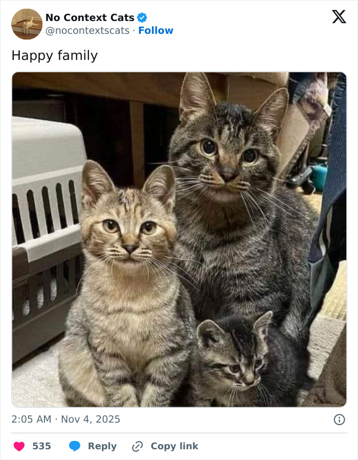 Three adorable tabby cats sitting close together indoors, showcasing a charming scene of no context cats.