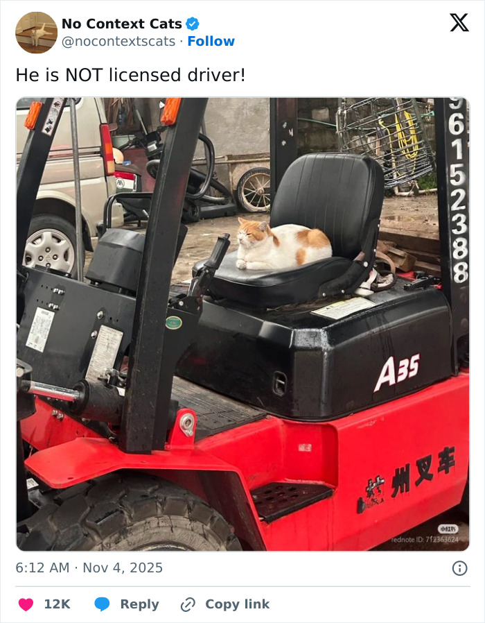 Cat sitting on the seat of a red forklift, showing a humorous no context cats moment without any backstory needed.