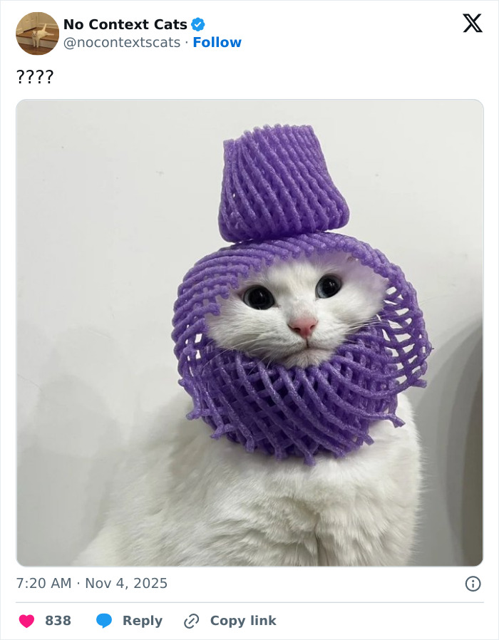White cat wearing purple foam netting around its head, a humorous image from No Context Cats collection.