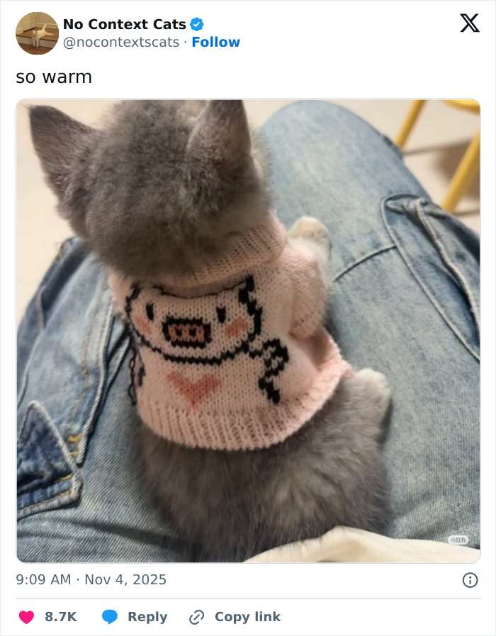 Gray kitten wearing a pink sweater with a pig design, sitting comfortably on denim-clad legs, showcasing no context cats charm.