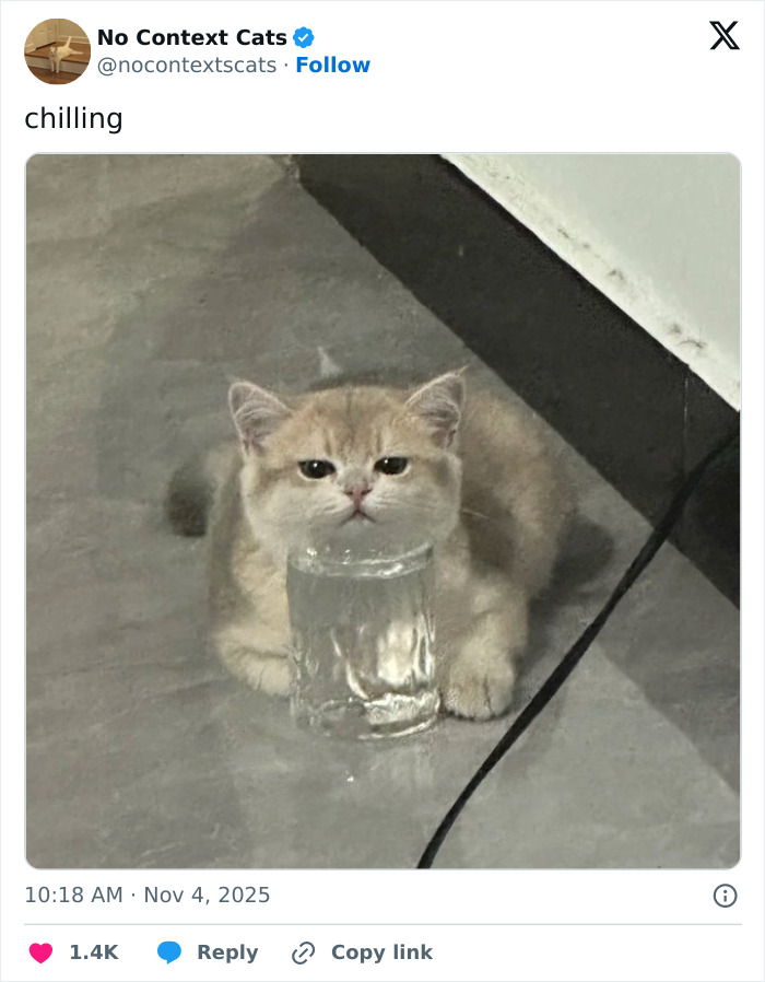 Small cat chilling on the floor with a clear glass of water, showcasing a relaxed no context cats moment.