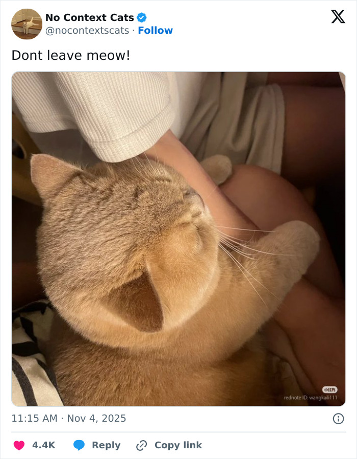 Close-up of a cozy cat resting on a person's lap, showcasing adorable features from no context cats collection.